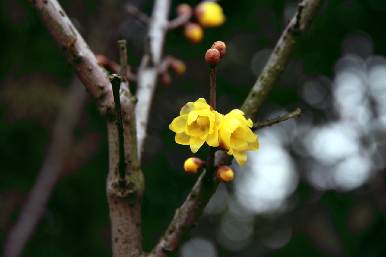 IMG_8477.JPG