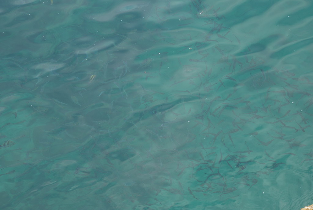 DSC_0941.JPG