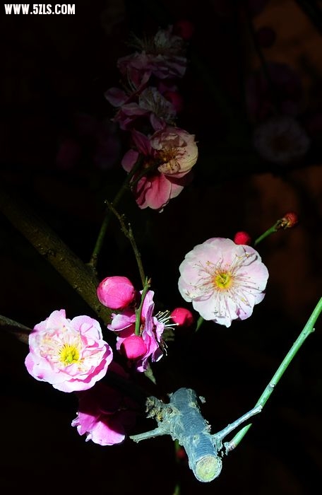 nEO_IMG_DSC_0152.jpg