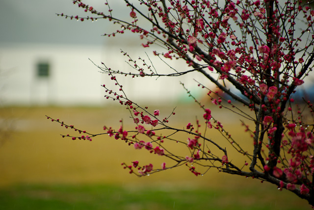 20120308-IMGP5066.jpg