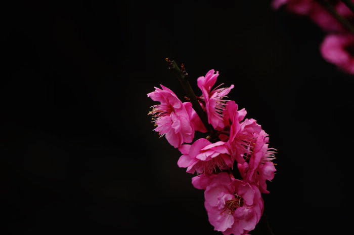 IMGP6439.jpg
