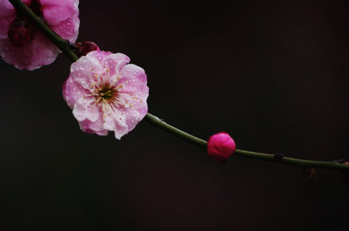 IMGP6445.jpg