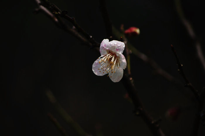 IMGP6540.jpg