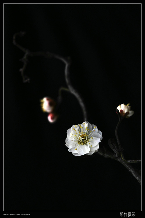DSC_1481.jpg