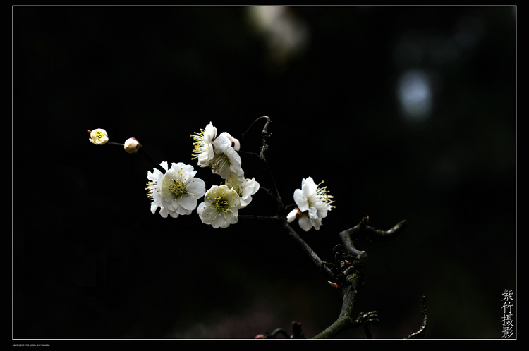 DSC_1394.jpg