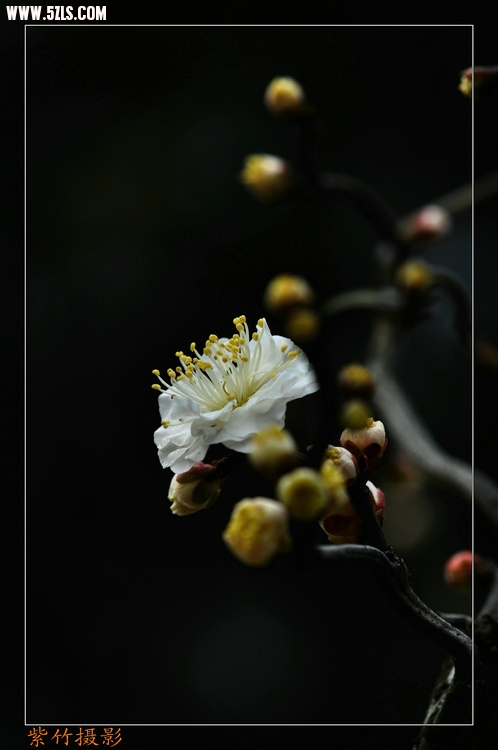 DSC_0850.jpg