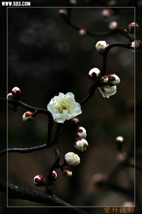 DSC_1050.jpg