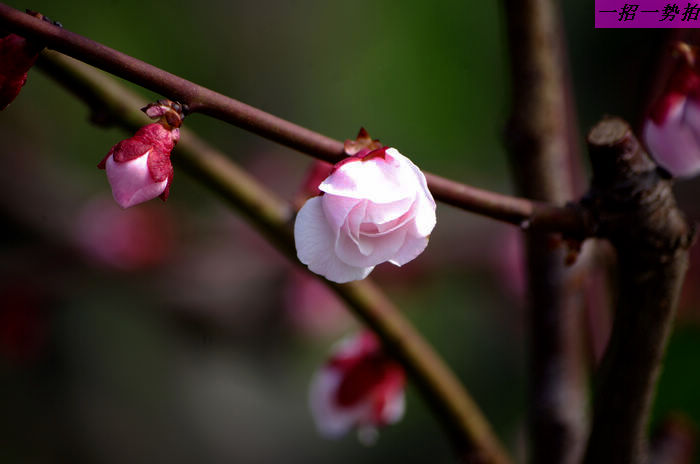 IMGP7886.jpg