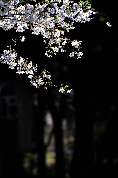 DSC_5291.jpg