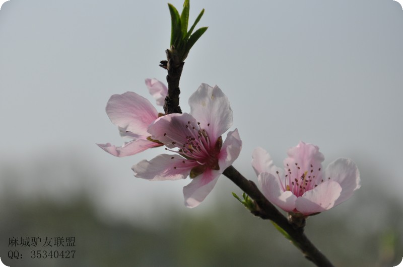 conew_dsc_0004.jpg