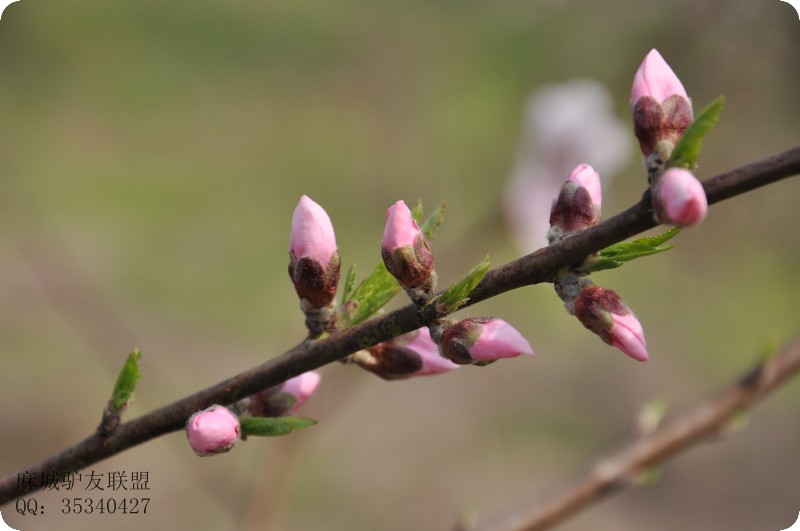 conew_dsc_0043.jpg