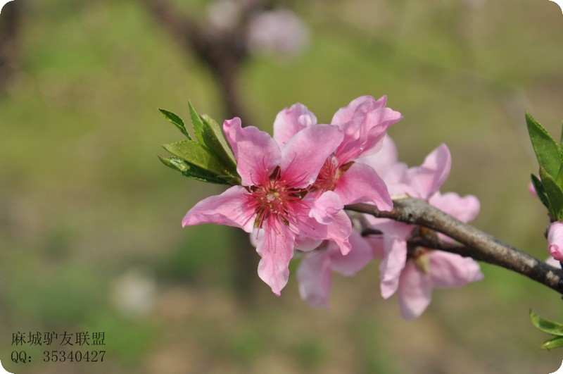 conew_dsc_0048.jpg