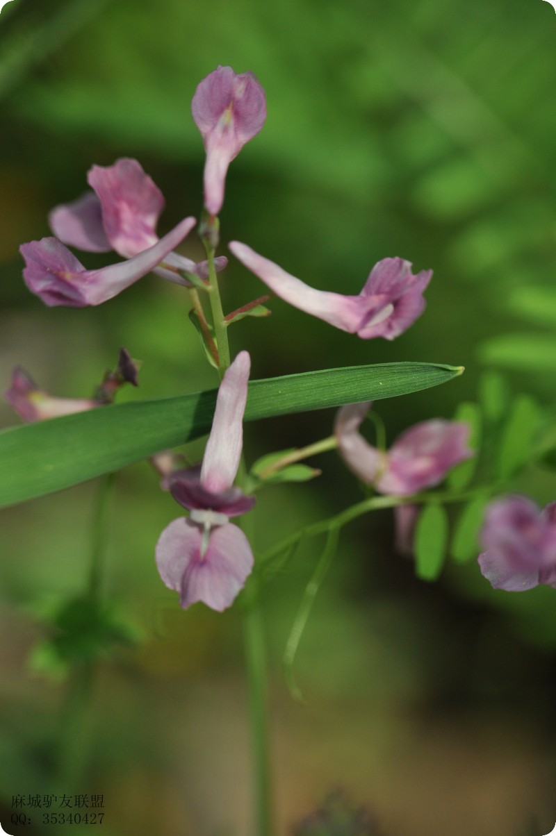 conew_dsc_0070.jpg