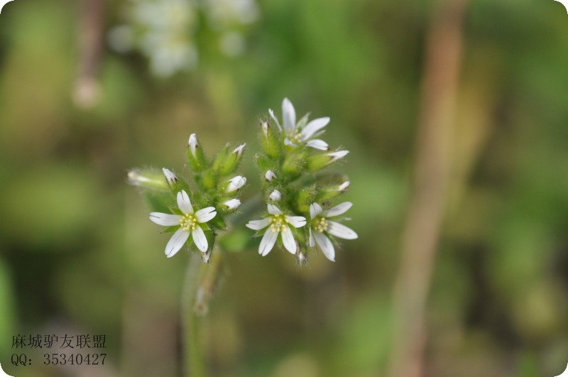 conew_dsc_0084.jpg