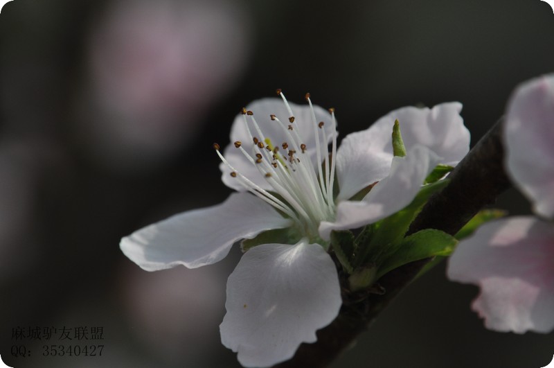 conew_dsc_0081.jpg