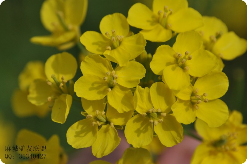 conew_dsc_0086.jpg