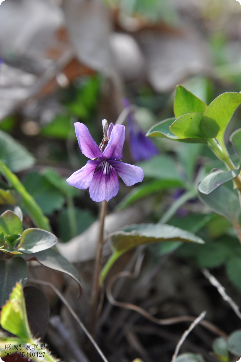 conew_dsc_0087.jpg