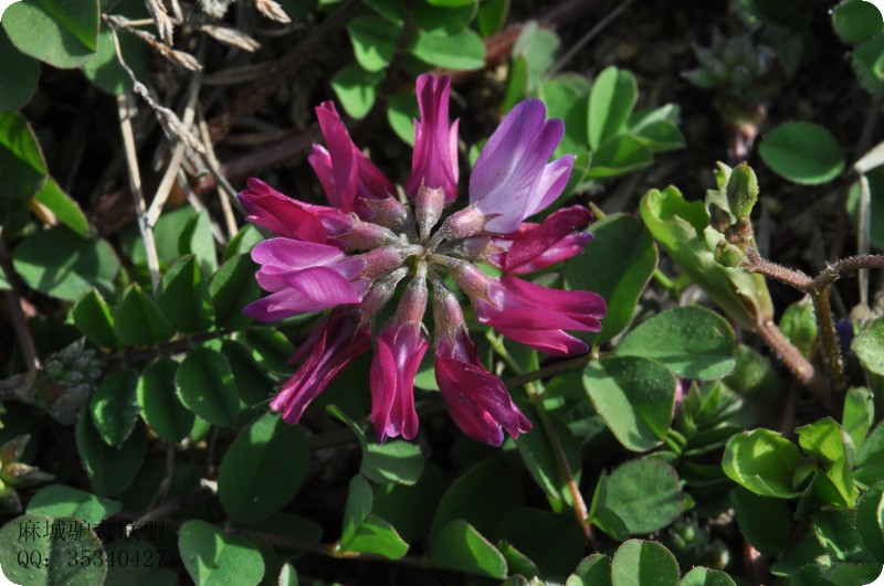 conew_dsc_0139.jpg
