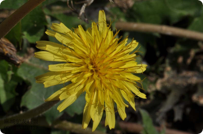 conew_dsc_0143.jpg