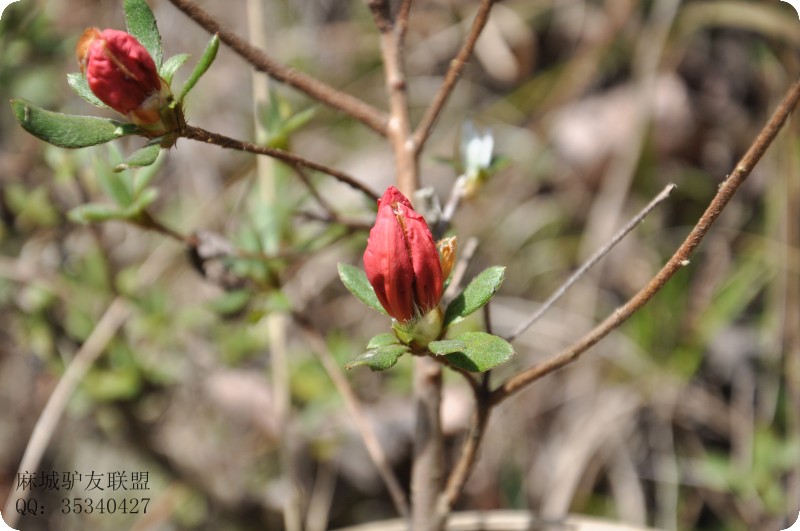conew_dsc_0185.jpg