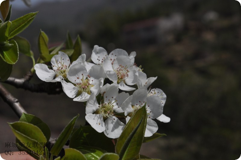 conew_dsc_0193.jpg