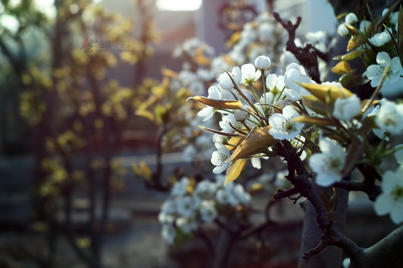 20120404.ϼ..绨_023-s.jpg