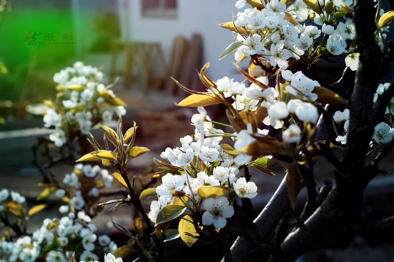20120404.ϼ..绨_031-s.jpg
