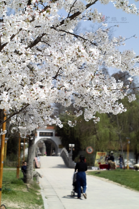 20120401.Ź԰.ӣ_031-s.jpg