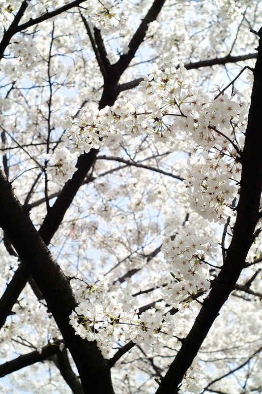 20120401.Ź԰.ӣ_111-s.jpg