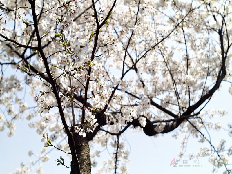 20120401.Ź԰.ӣ_119-s.jpg