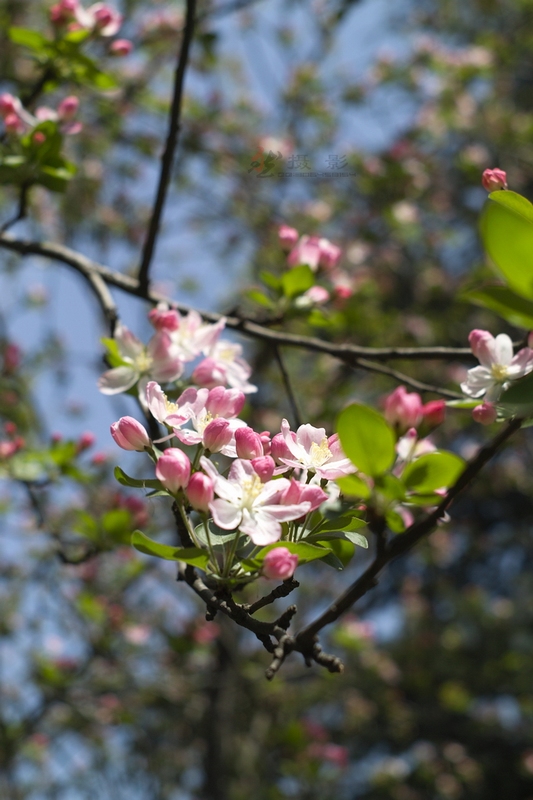 20120401.Ź԰.ӣ_090-s.jpg