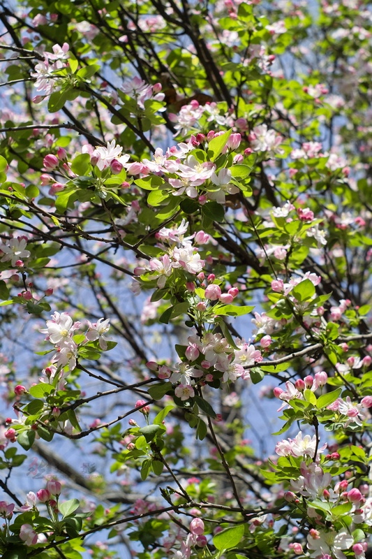 20120401.Ź԰.ӣ_096-s.jpg