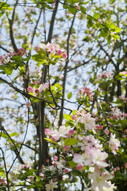 20120401.Ź԰.ӣ_097-s.jpg