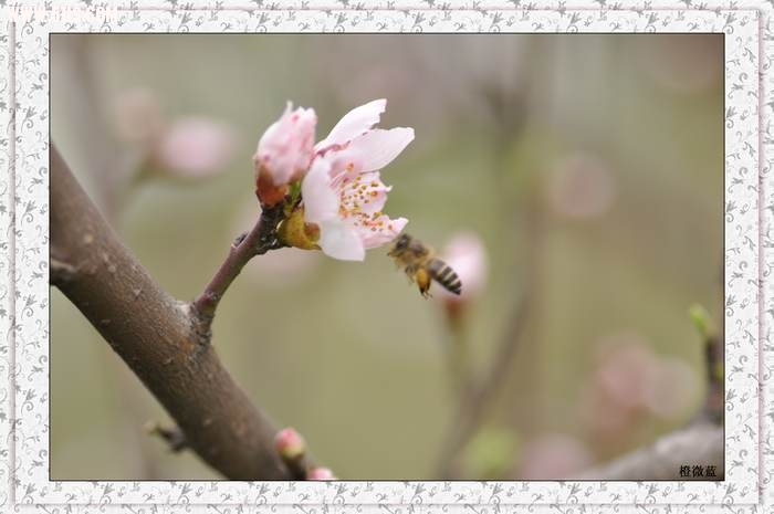 蜂闻香致3