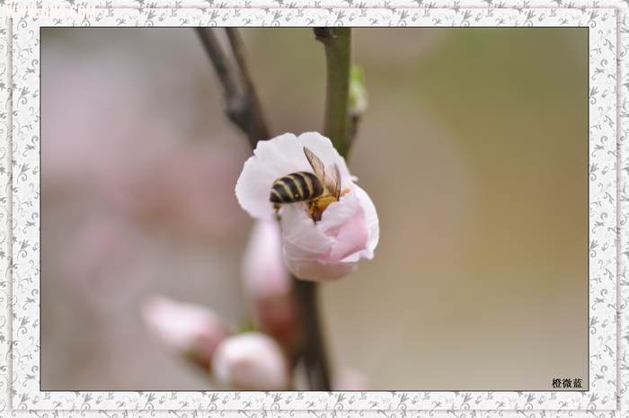 蜂闻香致