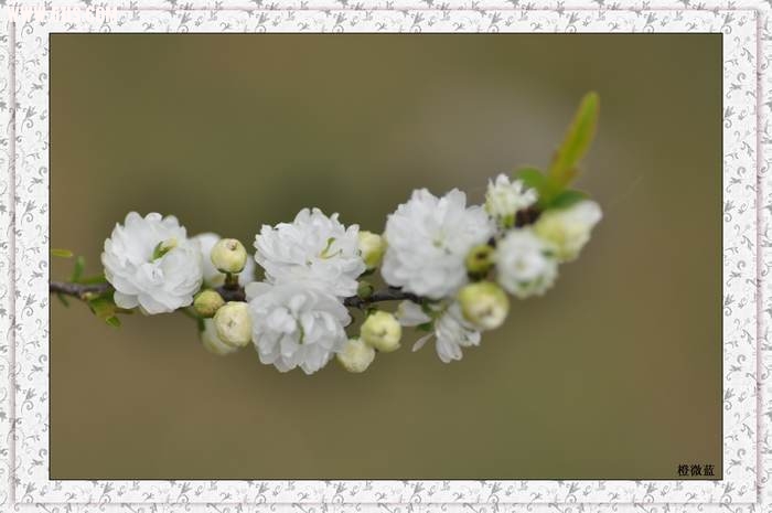 繁花似锦