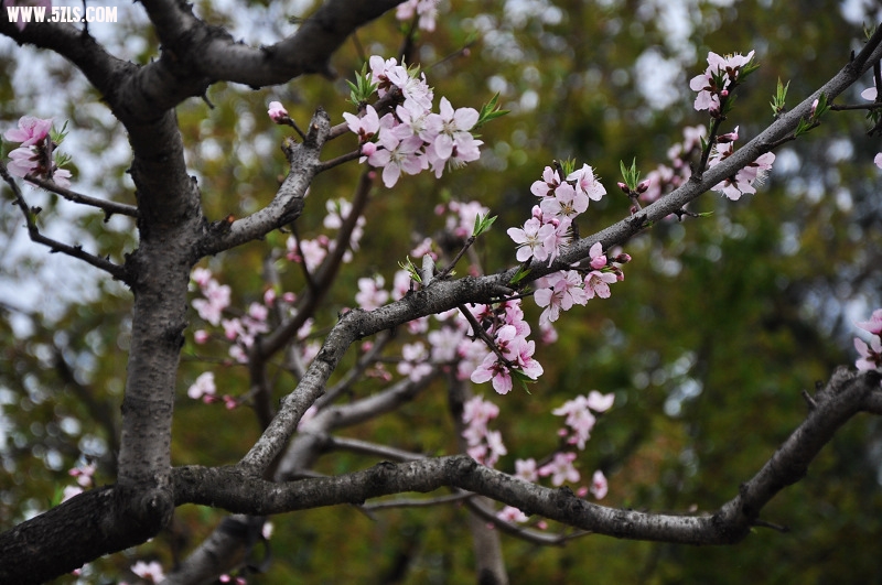 DSC_0034.jpg