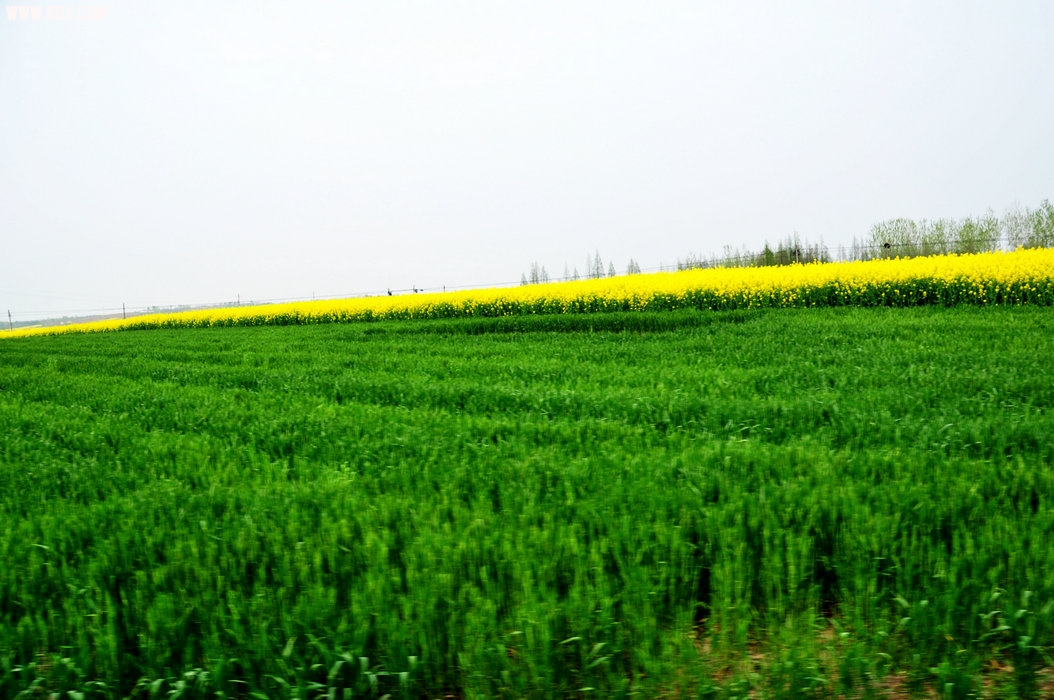 DSC_0433.JPG