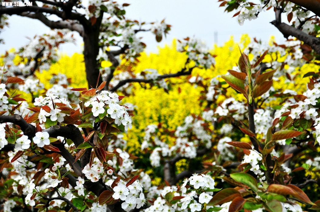 DSC_0454.JPG