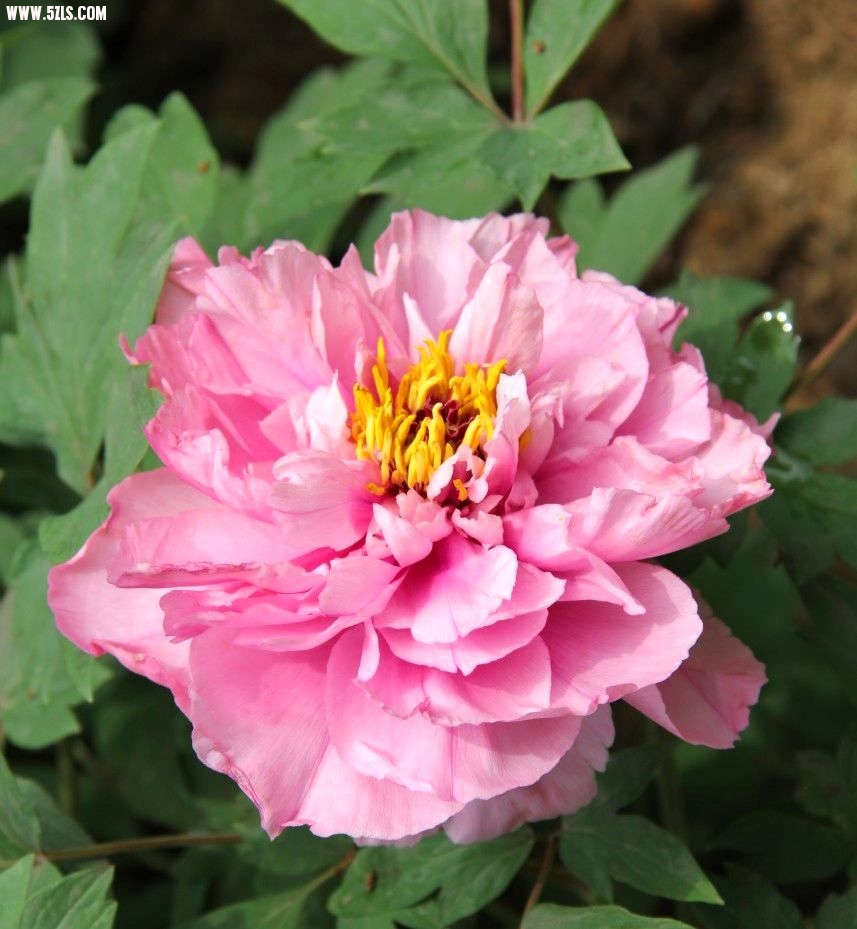IMG-9240.jpg