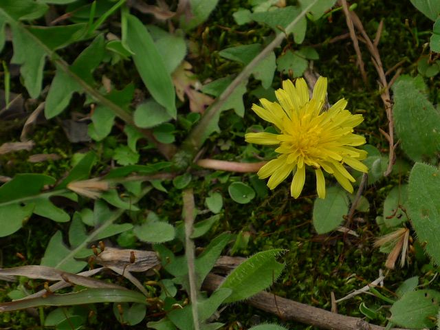 P1010521.jpg