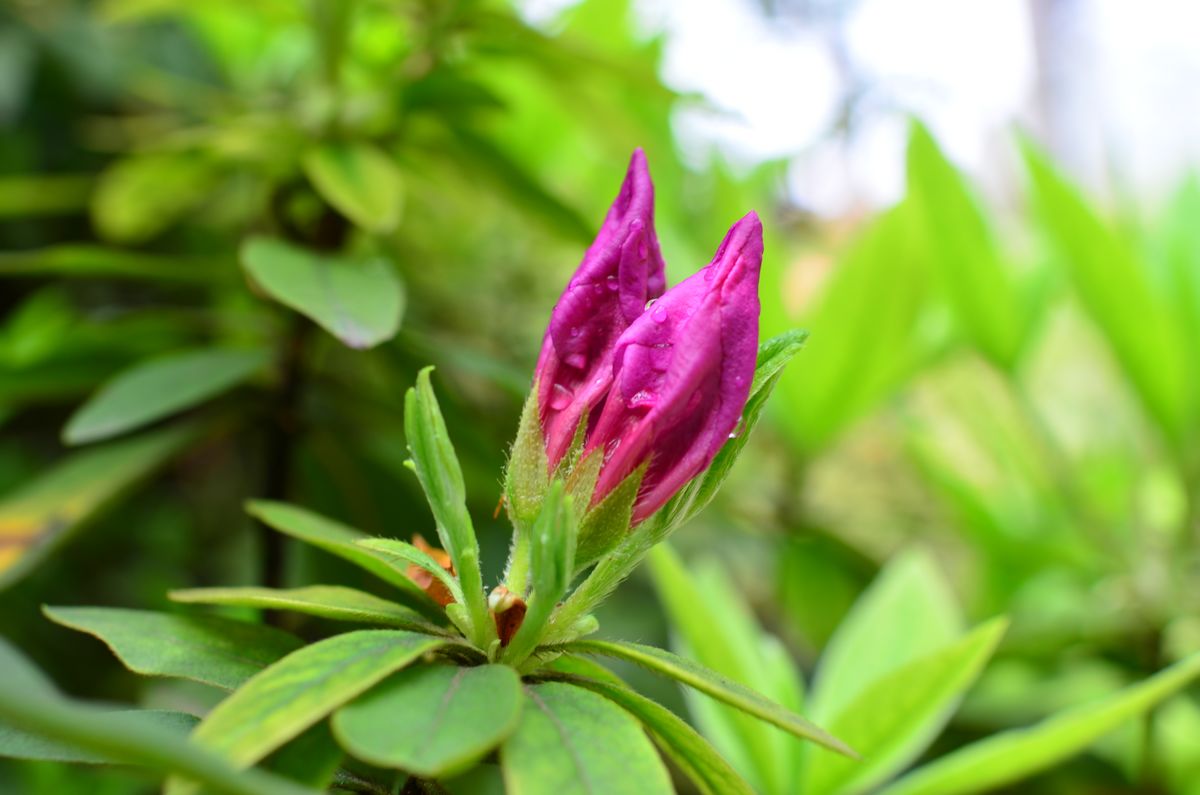 DSC_2631Ƭ.jpg