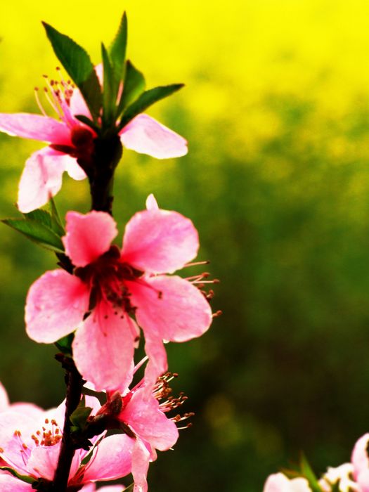 DSCF6183.JPG