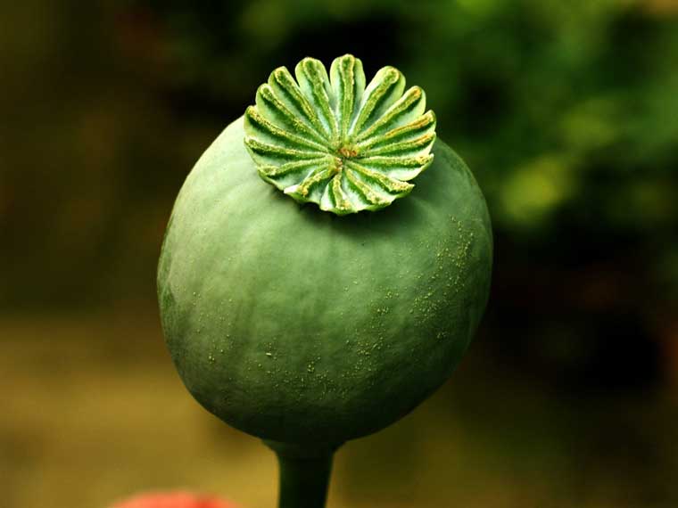 ڻ03.jpg