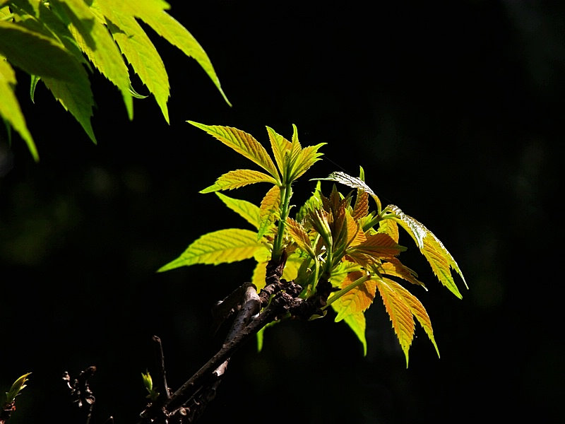 IMGP0721.jpg