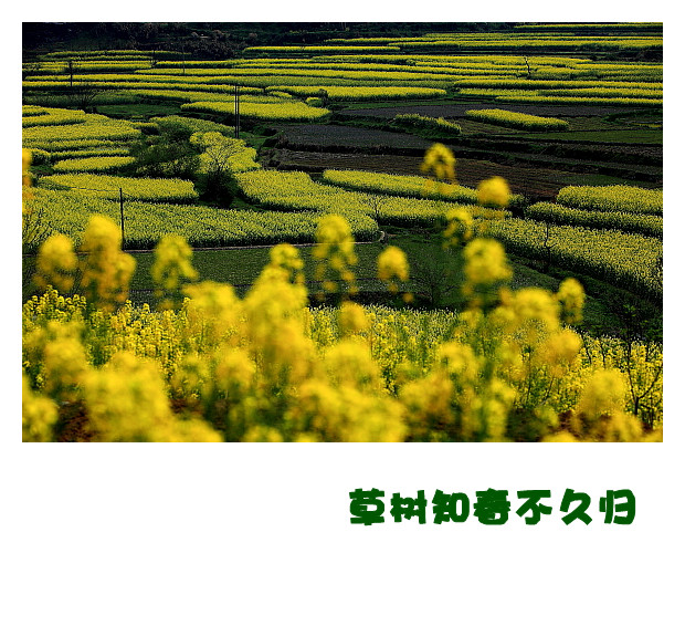 DPP055_.jpg