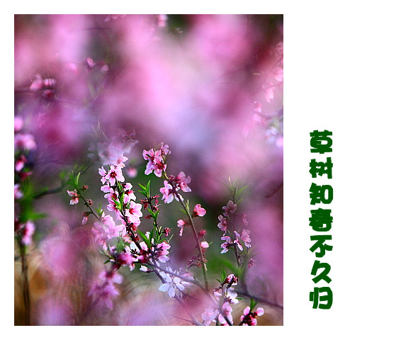 DPP061_.jpg