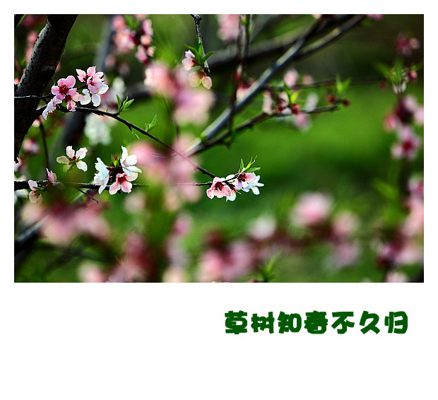 DPP060_.jpg