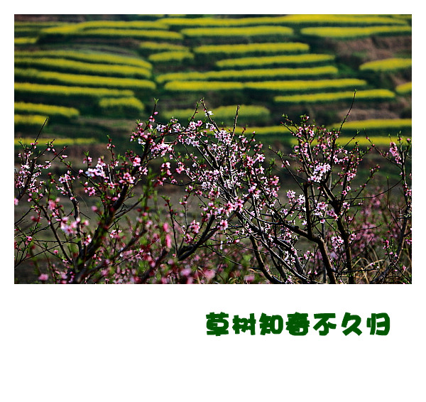 DPP059_.jpg