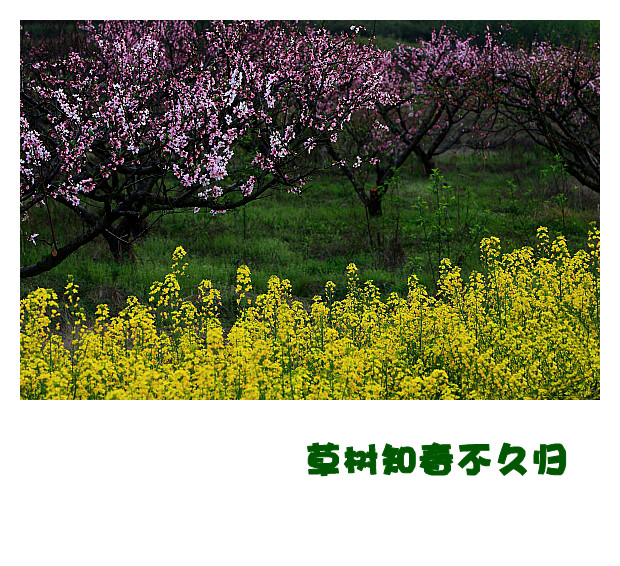 DPP062_.jpg